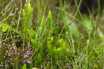 Lyngjavni / Lycopodium annotinum L.