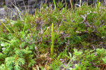 Lyngjavni / Lycopodium annotinum L.