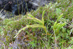 Lyngjavni / Lycopodium annotinum L.