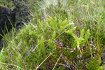 Lyngjavni / Lycopodium annotinum L.