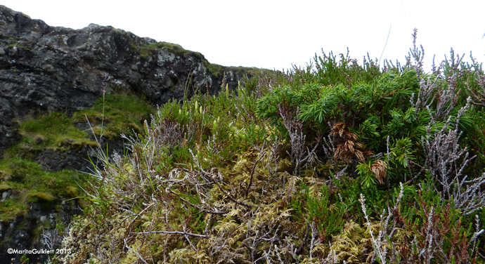 Lyngjavni / Lycopodium annotinum L.