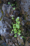 arsteinbrot / Saxifraga rivularis L.