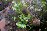 arsteinbrot / Saxifraga rivularis L.