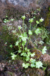 arsteinbrot / Saxifraga rivularis L.