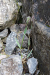 Fjallatimotey / Phleum alpinum L. 