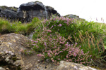 Vanligur heialyngur / Calluna vulgaris (L.) Hull