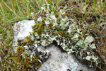 Cladonia coccifera