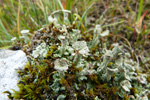 Cladonia coccifera