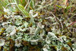 Cladonia coccifera