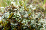 Cladonia coccifera