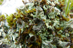 Cladonia coccifera