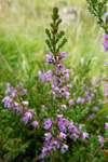 Vanligur heiðalyngur, myrkt rosalittur / Calluna vulgaris (L.) Hull 