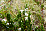 Vanligur heiðalyngur, hvítur / Calluna vulgaris (L.) Hull 