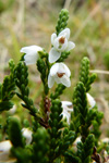 Vanligur heiðalyngur, hvítur / Calluna vulgaris (L.) Hull 