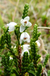 Vanligur heiðalyngur, hvítur / Calluna vulgaris (L.) Hull 