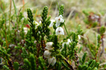 Vanligur heiðalyngur, hvítur / Calluna vulgaris (L.) Hull 