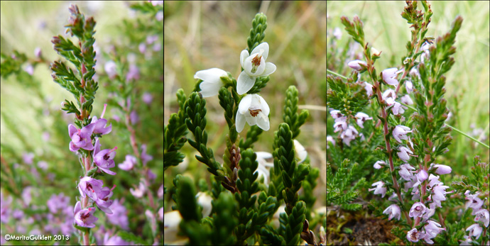 Vanligur heialyngur / Calluna vulgaris (L.) Hull