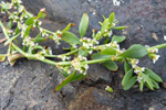 Smfuglablkuurt / Polygonum aviculare