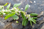 Smfuglablkuurt / Polygonum aviculare