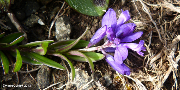 Str silkibond / Polygala vulgaris