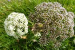 Bakkasløkja / Angelica sylvestris L.