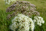 Bakkasløkja / Angelica sylvestris L.