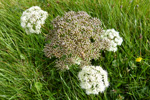 Bakkasløkja / Angelica sylvestris L.