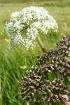 Bakkasløkja / Angelica sylvestris L.