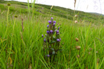 Íslendskt loppugras / Gentianella campestris