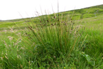 Stórveikasev / Juncus effusus L.