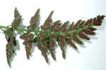 Svartur trøllakampur / Asplenium adiantum-nigrum L.