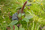 Plantago major intermedia