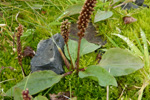 Plantago major intermedia