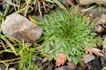 Ravnagøtubrá / Plantago coronopus L.