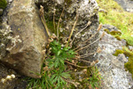 Ravnagøtubrá / Plantago coronopus L.