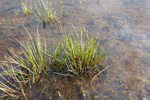 Borsev / Juncus squarrosus L.