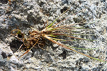 Borsev / Juncus squarrosus L.