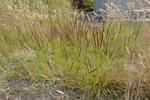 Reyvingul / Festuca rubra L.