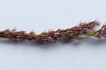 Reyvingul / Festuca rubra L.