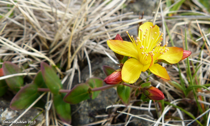 Fagurligt pirikum ella vriksgras / Hypericaceae pulchrum L.