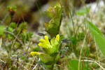 Grnlandsbjalla / Rhinanthus groenlandicus (Ostenf.) Chab)