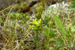 Grnlandsbjalla / Rhinanthus groenlandicus (Ostenf.) Chab)