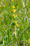 Grønlandsbjalla / Rhinanthus groenlandicus (Ostenf.) Chab)