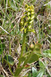 Tyssismánagras / Botrychium lunaria L. Swartz