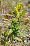 Grnlandsbjalla / Rhinanthus groenlandicus (Ostenf.) Chab)