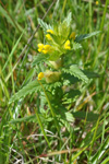 Grnlandsbjalla / Rhinanthus groenlandicus (Ostenf.) Chab)