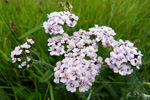 Margblmdur rlikur / Achillea millefolium L., Eysturoy