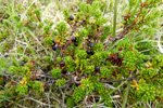 Tvíkynjaður berjalyngur / krákuber (Empetrum nigrum subsp. hermaphroditum (Hagerup) Böcher)