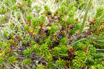 Tvíkynjaður berjalyngur / krákuber (Empetrum nigrum subsp. hermaphroditum (Hagerup) Böcher)