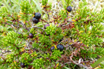 Tvíkynjaður berjalyngur / krákuber (Empetrum nigrum subsp. hermaphroditum (Hagerup) Böcher)